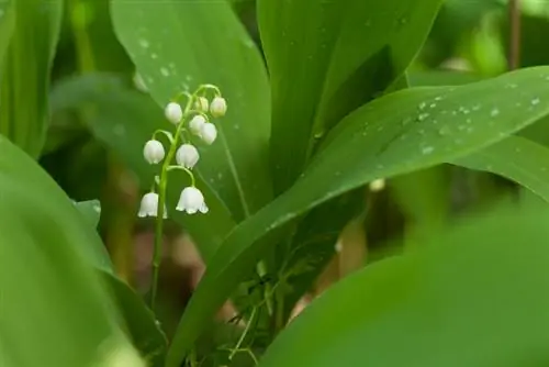 Cuidado del lirio de los valles: consejos para plantas sanas y fragantes