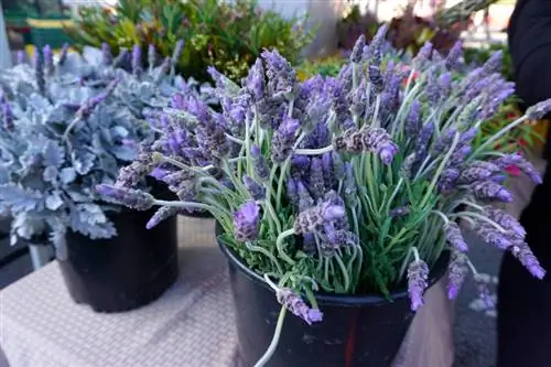 Laventel in die tuin of balkon: Hoe om dit reg te plant