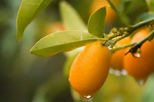 Kumquat care