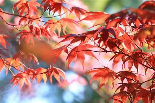 Sorg vir Japannese esdoorn: Wenke vir gesonde en kleurvolle bome