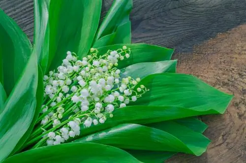 উপত্যকার লিলি কাটা: কখন এবং কীভাবে এটি প্রয়োজনীয়