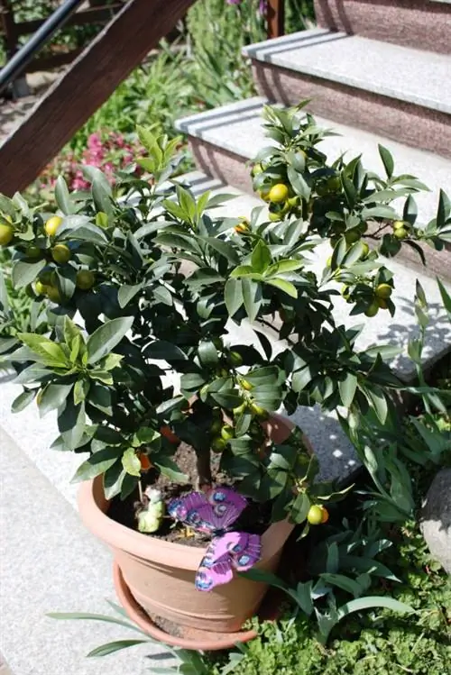 Kumquat not blooming: what are the causes and solutions?