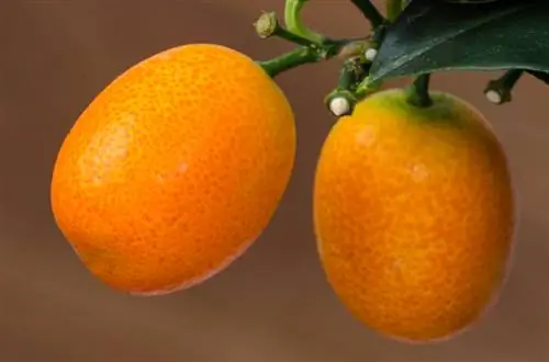 Kumquat de inverno