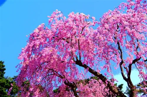 Cortar cerezas ornamentales japonesas