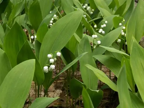 Muguet dans le jardin