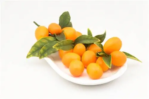 Kumquat comestible