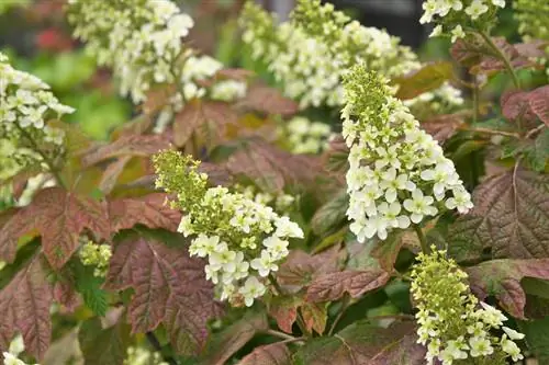 Hydrangea berdaun ek: dipotong untuk mekar subur