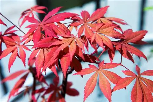 Japannese esdoorn: Die mooiste variëteite vir die tuin en balkon