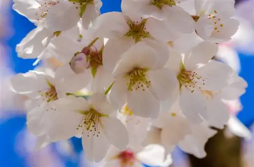 Vishnja dekorative japoneze e ngrënshme