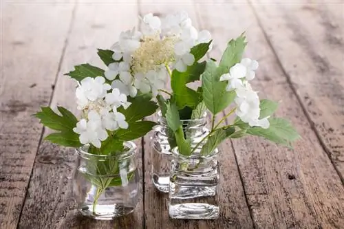 Danger de poison dans le jardin : à quel point un buisson de viorne est-il toxique ?