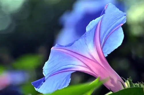 Morning glory vergiftiging