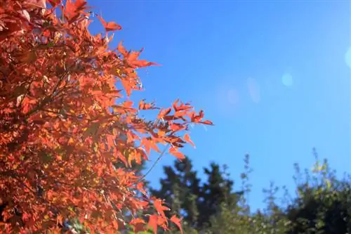 Japanese maple sun