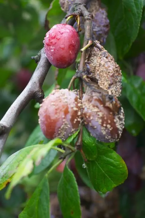 Pokok plum: Penyakit biasa dan cara memeranginya