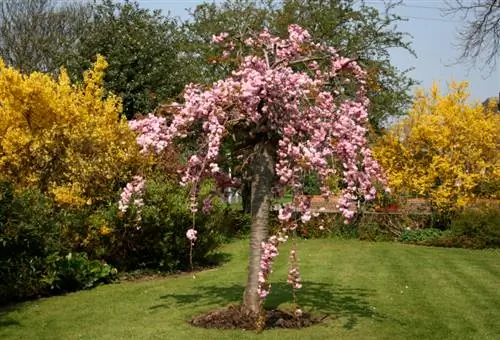 Japanese ornamental cherry profile