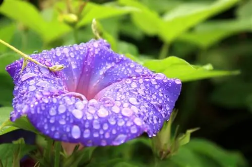 সফল সকালের গৌরব যত্ন: এটি কীভাবে করবেন তা এখানে