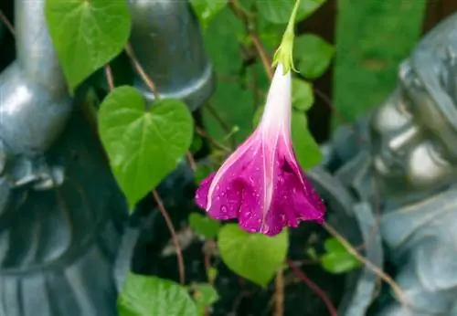 Morning glory: Hardy varieties at kanilang pangangalaga