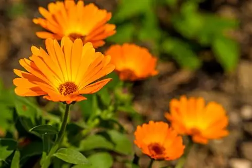 Calêndula em plena floração: as melhores dicas para a época de floração