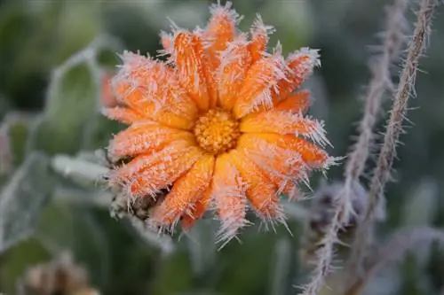 Marigold katika bustani: Je, itaishi wakati wa baridi?