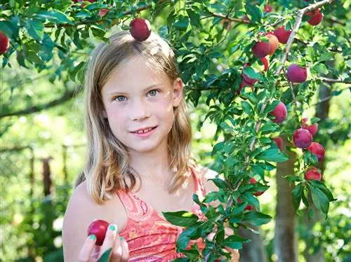 Tanam pokok plum anda sendiri: arahan langkah demi langkah