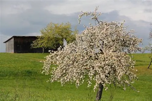 Pruimenboom verplaatsen