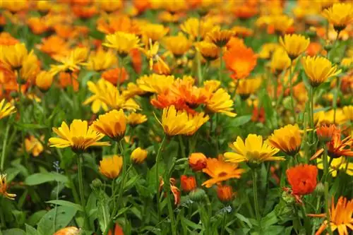 Calendula qhov chaw