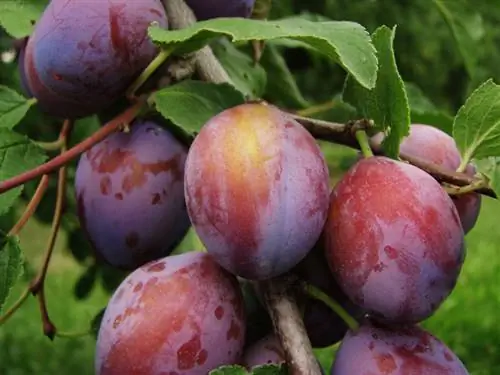 He althy plums: Nature's real vitamin bombs