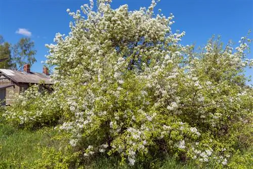 Mga ugat ng plum tree