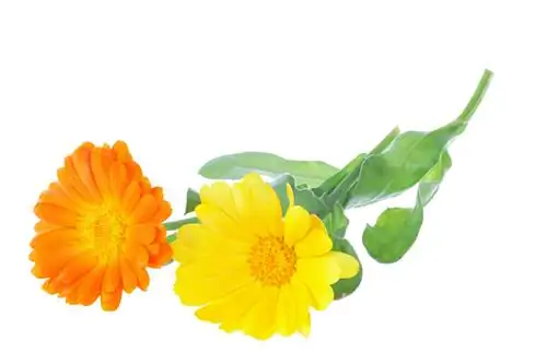 Profilo della calendula