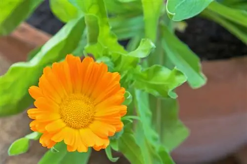 Calendula sam thiaj