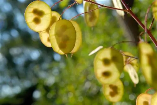 Semina della foglia d'argento: Ecco come può essere propagata in giardino