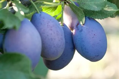 Palakihin ang sarili mong plum tree: Ipinaliwanag ang dalawang simpleng paraan