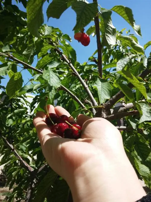 Quş albalı zəhərlidir