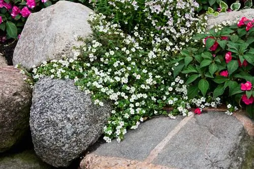 Flor de copo de nieve: elegir una ubicación para un crecimiento óptimo