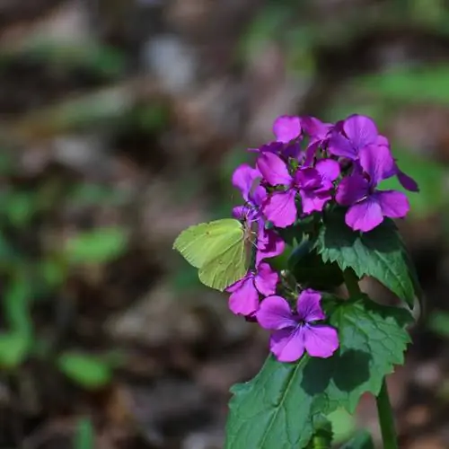 Verzorging van bladzilver: tips voor gezonde en mooie planten