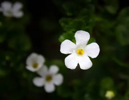 Resistente o no? Il fiore del fiocco di neve nel freddo controllo