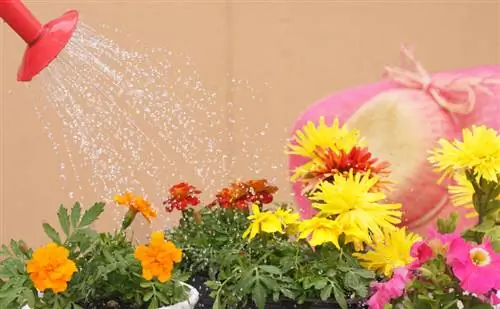 Cuidando las caléndulas: consejos para florecer flores de estudiantes