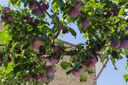 Penjagaan pokok plum