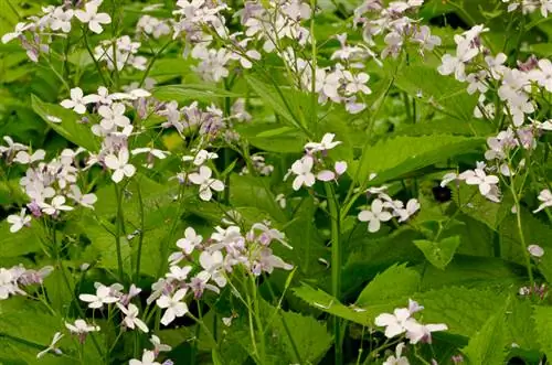 Daun perak – beracun atau tidak beracun? Inilah yang harus Anda ketahui