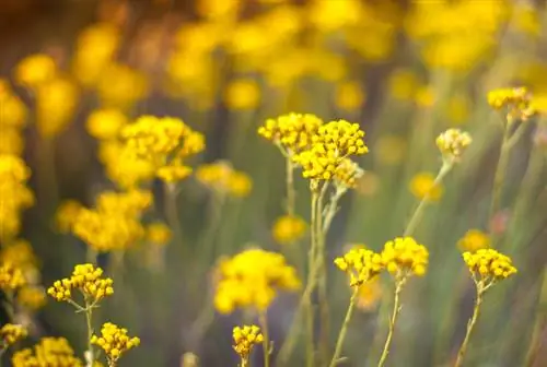 Prendersi cura adeguatamente dei fiori di paglia: ecco come prosperano