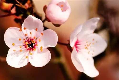 Plum blossom