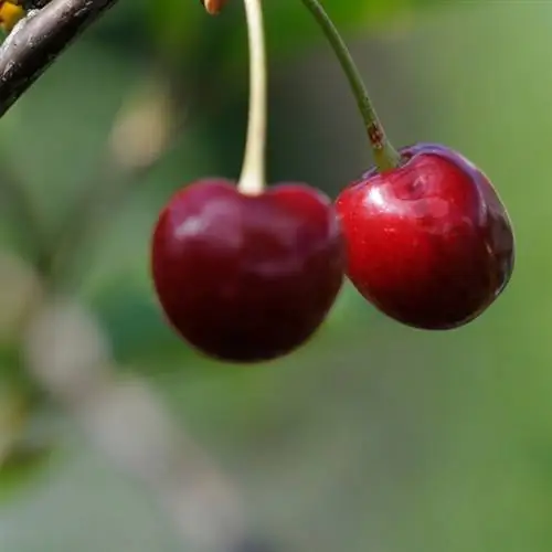 বার্ড চেরি প্রোফাইল