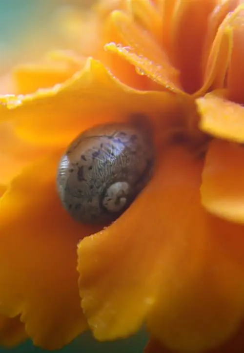 Snail plague: Can marigolds help in the garden?