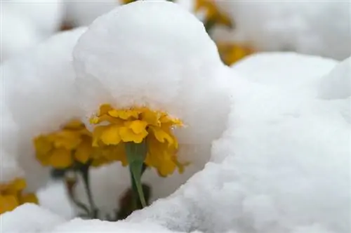 Tagetes odporen? kar morate vedeti