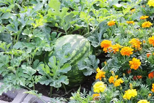 Yeməli marigolds: öz bağınızdan delikateslər