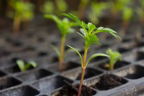 Germinatori leggeri per semina di calendula