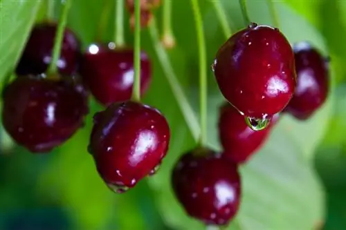 Kupanda cherries kali: Hatua kwa hatua hadi mavuno yako mwenyewe