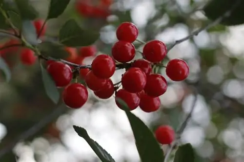 Perfil de cereza ácida