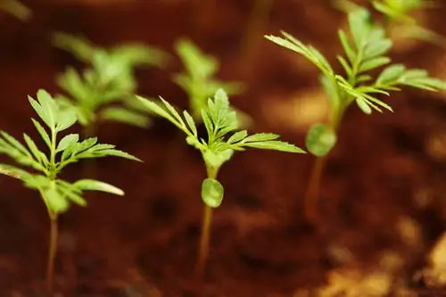 Tagetes: Sow and cultivate light germinators correctly