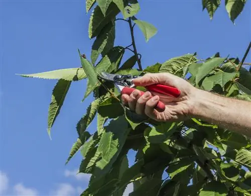 how-and-when-to-cut-the-sour-cherry