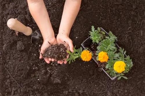 Bitki marigolds: Gözəl çiçəklər üçün optimal əkin vaxtı